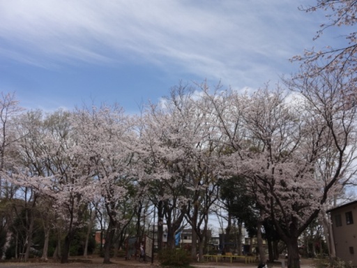 桜・泉中央公園