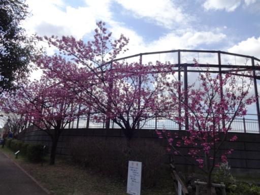 中田中央公園ひ桜