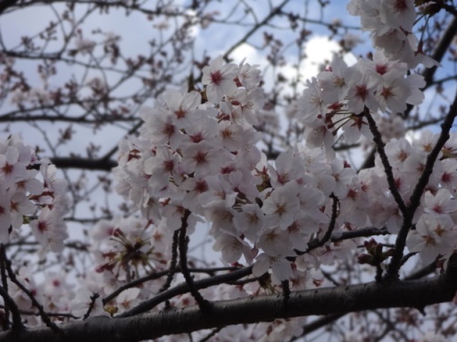 中田中央公園桜