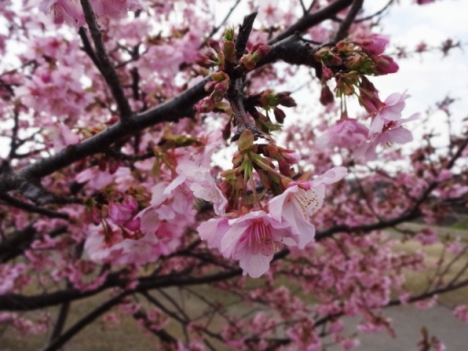 和泉遊水地の桜