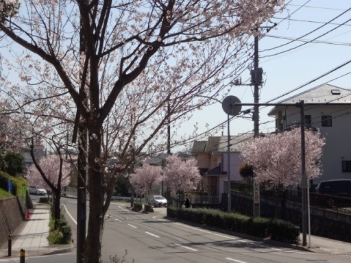 いずみ野の桜