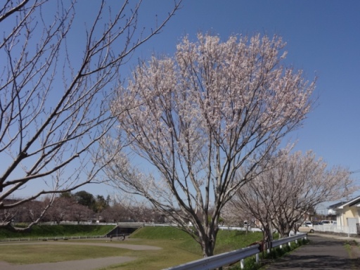 遊水地の桜