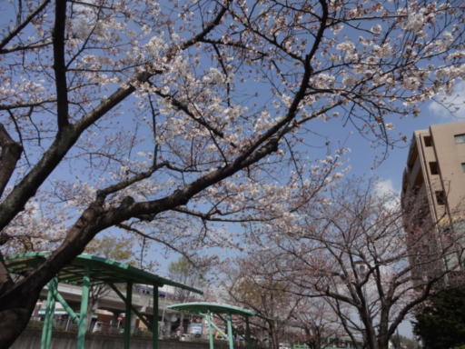 桜2021-地蔵原