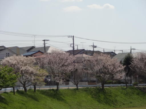 桜2021-遊水地