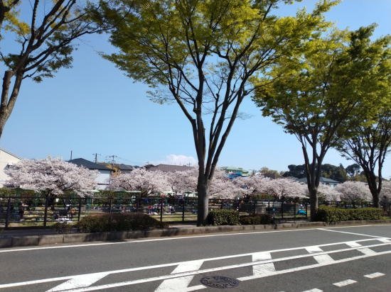 地蔵原の桜