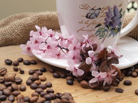 コーヒーと桜