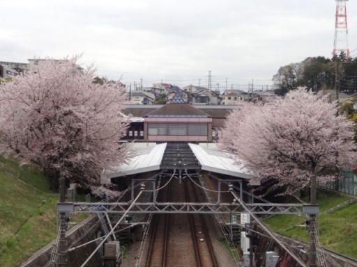 弥生台駅の桜